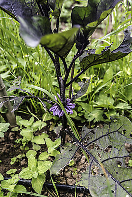 포토 JPG 해외이미지 나무 식물 계절 음식 농업 채소 자연 날씨 요리 취미 사람없음 야외 초록색 물 여름 햇빛 정원 힘 흙 봄 활발 습기 에너지 수확 성장 달 시골 업무 순수 레시피 성분 숙성 세련 완전 해외202004 해외포토 자연요소 산업 컬러 컨셉 태양 작업 생태계 파일형식 이미지허브