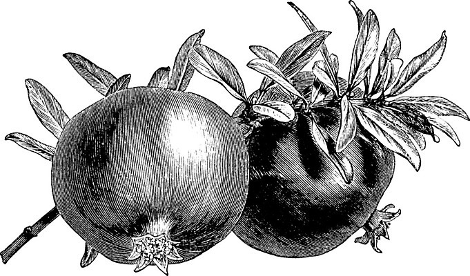 EPS 해외이미지 선 과일 일러스트 미술 씨앗 사람없음 빨간색 검은색 흰색 가득함 그림 석류 판화 수류탄 해외202004 해외일러스트 식물 무기 컬러 문화예술 파일형식 벡터 이미지허브