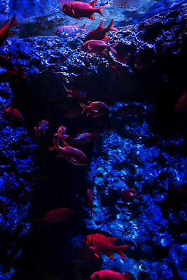 포토 JPG 해외이미지 동물 여행 어류 사람없음 물 관광지 고요 수족관 내추럴 싱가폴 해외202004 해외포토 자연요소 아시아 수중동물 파일형식 이미지허브