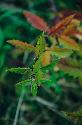 포토 JPG 해외이미지 식물 계절 공원 꽃 호수 벽 줄기 단풍 잎 꽃무늬 패턴 밭 자연 벽지 풍경 잔디 사람없음 야외 장식 빨간색 초록색 여름 빛 컬러풀 태양 농장 갈색 노란색 정원 어둠 활발 가을 연못 황금 질감 장면 내추럴 땅바닥 해외202004 해외포토 자연요소 공공시설 컬러 컨셉 무늬 농업 바닥 생태계 파일형식 이미지허브
