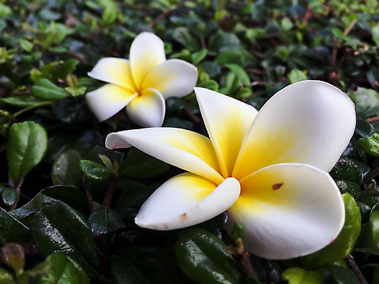 포토 JPG 해외이미지 나무 디자인 꽃잎 꽃 분홍색 꽃다발 나비 백그라운드 잎 꽃무늬 자연 휴식 미술 사람없음 장식 빨간색 초록색 여름 노란색 정원 스파 봄 벚꽃 흰색 인사 신선 다발 묘사 내추럴 고립 엘리먼트 해외202004 해외포토 식물 계절 컬러 곤충 컨셉 무늬 문화예술 예절 생태계 파일형식 이미지허브