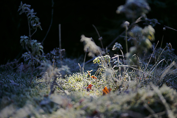 포토 JPG 해외이미지 나무 유럽 여행 밭 자연 아침 풍경 사람없음 야외 목재 빨간색 초록색 햇빛 노란색 맑음 가을 시골 숲 11월 서리 우크라이나 해외202004 해외포토 주간 식물 계절 나라 컬러 농업 재료 날씨 태양 날짜 생태계 파일형식 이미지허브