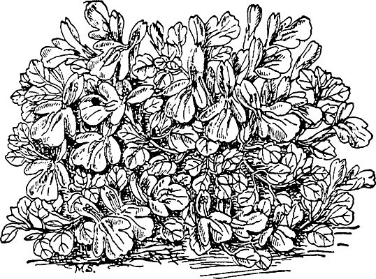 EPS 해외이미지 식물 선 잎 일러스트 종류 미술 사람없음 검은색 흰색 허브 그림 판화 코르시카 해외202004 해외일러스트 컬러 섬 문화예술 프랑스 파일형식 벡터 이미지허브