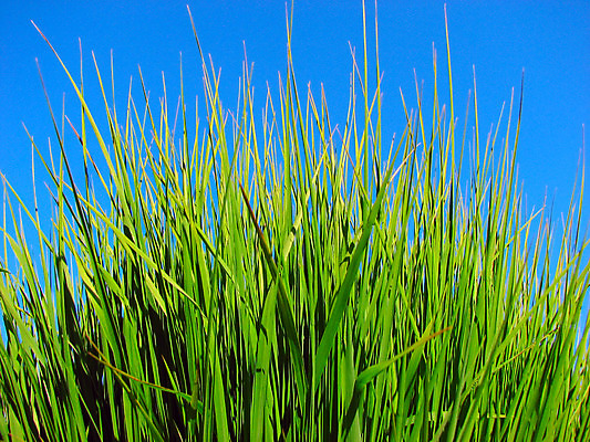 포토 JPG 해외이미지 식물 백그라운드 밭 자연 하늘 잔디 사람없음 야외 장식 초록색 여름 파란색 농장 환경 봄 활발 성장 시골 신선 칼날 허브 해외202004 해외포토 계절 컬러 컨셉 농업 생태계 파일형식 이미지허브