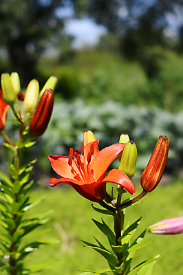 포토 JPG 해외이미지 식물 꽃잎 꽃 문화 분홍색 백그라운드 잎 꽃무늬 자연 동양인 사람없음 장식 초록색 물 여름 컬러풀 노란색 머리 정원 봄 벚꽃 침대 신선 백합 원예 꽃가루 내추럴 꽃수술 생태학 해외202004 해외포토 자연요소 계절 교육 컬러 가구 무늬 인종 취미 신체부위 가루 생태계 파일형식 이미지허브