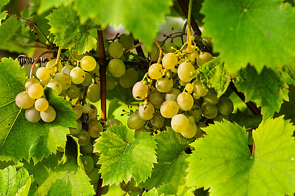 포토 JPG 해외이미지 식물 계절 열매 음식 백그라운드 잎 농업 과일 자연 포도 추상 건강 사람없음 야외 초록색 여름 컬러풀 농장 환경 와인 정원 봄 수확 성장 가을 신선 닫기 유기농 원예 포도밭 포도나무 내추럴 강렬 숙성 채식주의자 해외202004 해외포토 웰빙 산업 컬러 무늬 밭 모션 주류 취미 과일나무 생태계 채식 파일형식 이미지허브