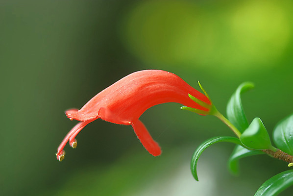 포토 JPG 해외이미지 식물 꽃 잎 자연 사람없음 빨간색 초록색 봄 립스틱 해외202004 해외포토 계절 컬러 화장품 생태계 파일형식 이미지허브