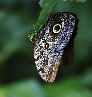 포토 JPG 해외이미지 동물 야생동물 나비 곤충 오렌지 자연 휴식 사람없음 초록색 컬러풀 갈색 정원 나뭇가지 시골 황무지 닫기 벌레 공작 야간 큼 원예 눈금 오르기 인도네시아 애벌레 거인 나방 내추럴 이국적 지도책 해외202004 해외포토 자연요소 나무 아시아 컬러 컨셉 과일 모션 조류 취미 책 크기 생태계 파일형식 이미지허브