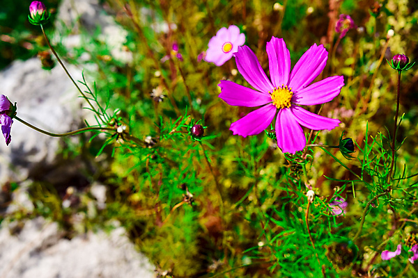 포토 JPG 해외이미지 식물 꽃잎 꽃 분홍색 꽃무늬 밭 자연 사람없음 초록색 여름 노란색 정원 보라색 봄 벚꽃 개화 코스모스 데이지 해외202004 해외포토 계절 컬러 무늬 농업 생태계 파일형식 이미지허브