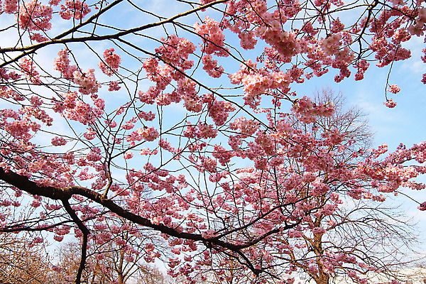 포토 JPG 해외이미지 나무 식물 구름 꽃 분홍색 자연 하늘 휴가 독일 사람없음 파란색 컬러풀 정원 활발 벚꽃 강렬 뮌헨 해외202004 해외포토 자연요소 유럽 컬러 컨셉 생태계 파일형식 이미지허브
