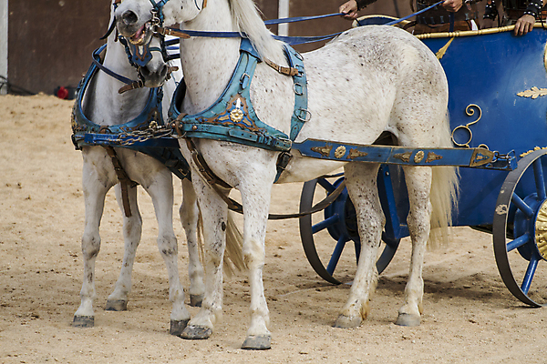포토 JPG 해외이미지 남자 포즈 근육 사람 사람없음 야외 힘 경쟁 카트 게임 죽음 뜨거움 수비 당기기 칼 결심 로마 충돌 싸움 전쟁 근육질 쇼 마차 육군 병정 전사 로마인 어려움 요르단 제국 채찍 시저 검투사 선두 해외202004 해외포토 직업 교통수단 컨셉 중동 모션 놀이 군대 인종 이탈리아 몸매 정치가 파일형식 이미지허브