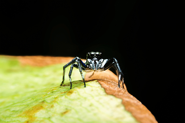 포토 JPG 해외이미지 동물 태국 자연 사람없음 빛 고요 거미 내추럴 해외202004 해외포토 아시아 곤충 생태계 파일형식 이미지허브