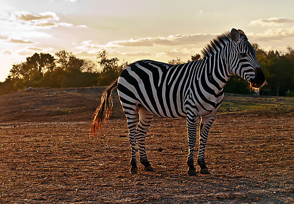 포토 JPG 해외이미지 동물 응시 야생동물 백그라운드 패턴 포유류 아프리카 자연 생물 동물원 서기 사람없음 검은색 줄무늬 흰색 사파리 흰배경 얼룩말 해외202004 해외포토 시선 나라 컬러 무늬 모션 말_동물 생태계 파일형식 이미지허브