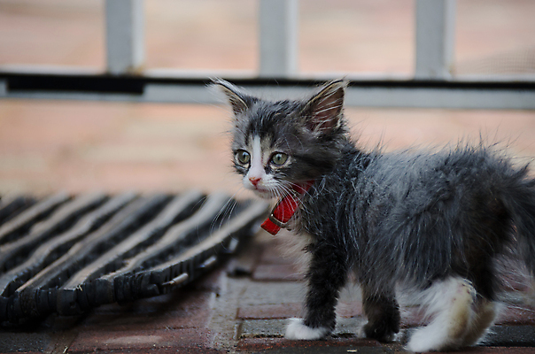 포토 JPG 해외이미지 동물 응시 포즈 신체 포장 포유류 자연 놀이 생물 수염 털 건강 사람없음 야외 반려동물 머리 문 정원 고양이 가축 줄무늬 표현 아기 달콤 작음 모피 호기심 귀 솜털 해외202004 해외포토 시선 감정 컨셉 무늬 사람 신체부위 맛 크기 생태계 파일형식 이미지허브