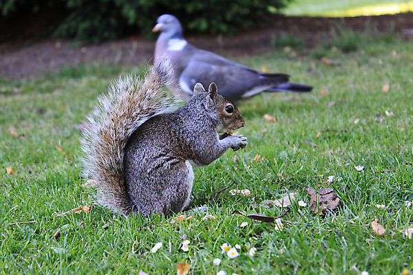 포토 JPG 해외이미지 동물 공원 음식 자연 사람없음 초록색 회색 견과류 가을 비둘기 다람쥐 호두 내추럴 해외202004 해외포토 계절 공공시설 컬러 조류 설치류 생태계 파일형식 이미지허브