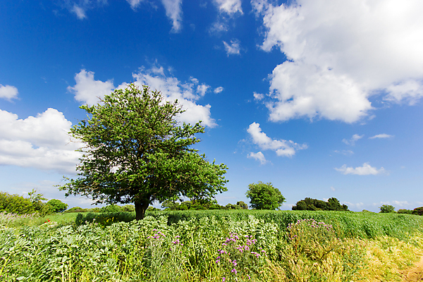 포토 JPG 해외이미지 나무 구름 섬 밭 자연 하늘 풍경 사람없음 여름 맑음 봄 그리스 해외202004 해외포토 자연요소 식물 계절 유럽 농업 날씨 생태계 파일형식 이미지허브