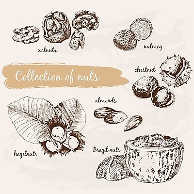 EPS 해외이미지 음식 과일 일러스트 요리 그래픽 세트 견과류 껍질 가시 맛 낙서 스케치 수집 피부 그림 호두 아몬드 찌르기 다리찢기 수목 헤이즐넛 해외202004 해외일러스트 컨셉 모션 미술 신체부위 파일형식 벡터 이미지허브