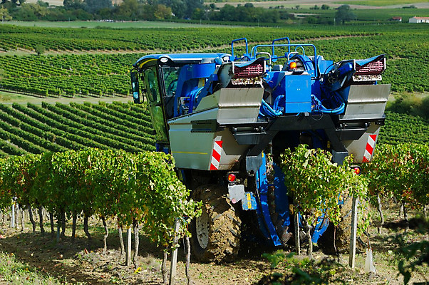 포토 JPG 해외이미지 농업 포도 아침 사람없음 야외 와인 기계 모임 수확 가을 선택 포도밭 포도나무 양조장 해외202004 해외포토 주간 계절 산업 컨셉 밭 과일 주류 과일나무 파일형식 이미지허브
