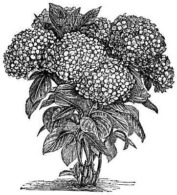 EPS 해외이미지 식물 디자인 꽃 줄기 낙엽 잎 꽃무늬 일러스트 미술 사람없음 장식 초록색 정원 검은색 골동품 흰색 개화 스케치 그림 원예 수국 판화 내추럴 프랑스어 옛날 페니 해외202004 해외일러스트 문자 컬러 무늬 문화예술 취미 동전 파일형식 벡터 이미지허브