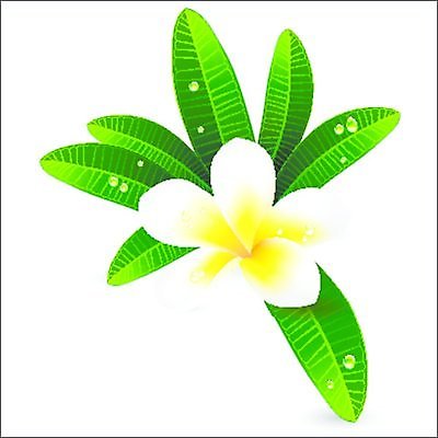 EPS 해외이미지 식물 디자인 꽃잎 꽃 백그라운드 잎 꽃무늬 일러스트 자연 휴식 그래픽 치료 초록색 여름 노란색 머리 스파 봄 벚꽃 흰색 나뭇가지 이슬 오브젝트 싱글 하와이 향기 발리 태평양 환영 남쪽 고립 엘리먼트 하와이인 알로하 해외202004 해외일러스트 외국인 나무 계절 바다 컬러 섬 컨셉 무늬 의학 신체부위 미국 인사 방향 생태계 냄새 인도네시아 파일형식 벡터 이미지허브