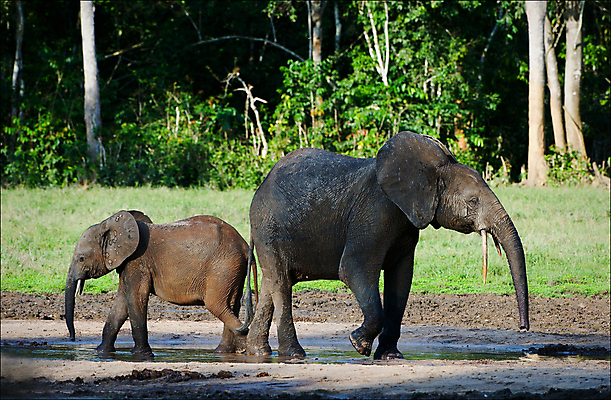포토 JPG 해외이미지 나무 동물 야생동물 포유류 아프리카 자연 초식동물 코끼리 사람없음 야외 초록색 머리 환경 힘 황무지 숲 대표 귀 지역 상아 멸종 거인 내추럴 웅장함 콩고 해외202004 해외포토 식물 나라 컬러 신체부위 생태계 파일형식 이미지허브