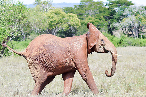 포토 JPG 해외이미지 나무 동물 구름 공원 실루엣 아시아 야생동물 여행 포유류 가족 아프리카 자연 하늘 코끼리 풍경 사람없음 빨간색 파란색 컬러풀 환경 검은색 일몰 산책 아기 황무지 군중 저녁 큼 사파리 귀 지역 케냐 생태학 전국 해외202004 해외포토 자연요소 식물 공공시설 교육 나라 컬러 관계 휴식 촬영기법 사람 신체부위 노을 야간 크기 생태계 파일형식 이미지허브