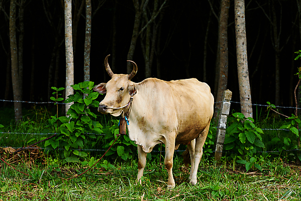 포토 JPG 해외이미지 동물 백그라운드 밭 농업 포유류 자연 하늘 풍경 사람없음 초록색 여름 파란색 농장 검은색 소고기 우유 흰색 시골 소 밭일 해외202004 해외포토 계절 산업 컬러 유제품 육류 생태계 파일형식 이미지허브