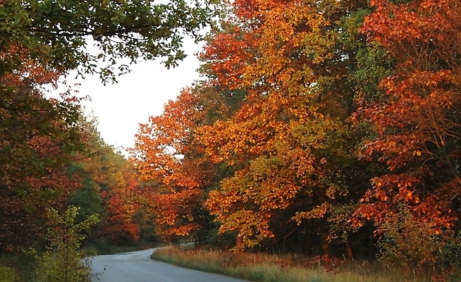 포토 JPG 해외이미지 나무 도로 길 잎 하늘 따뜻함 사람없음 컬러풀 맑음 가을 숲 방법 해외202004 해외포토 식물 계절 컬러 교통시설 날씨 파일형식 이미지허브