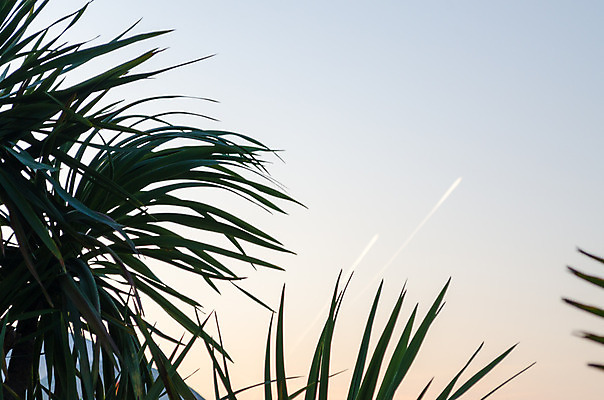 포토 JPG 해외이미지 식물 선 백그라운드 잎 자연 하늘 추상 경사 사람없음 초록색 파란색 흰색 신선 이륙 내추럴 대패 자취 해외202004 해외포토 컬러 무늬 생태계 파일형식 이미지허브