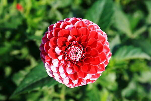 포토 JPG 해외이미지 식물 백그라운드 꽃무늬 자연 사람없음 야외 빨간색 컬러풀 정원 달리아 해외202004 해외포토 꽃 컬러 무늬 생태계 파일형식 이미지허브