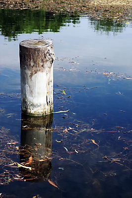 포토 JPG 해외이미지 나무 호수 자연 사람없음 목재 세로 물 반사 평화 침묵 거울 해외202004 해외포토 자연요소 식물 컨셉 재료 소리 생태계 파일형식 이미지허브