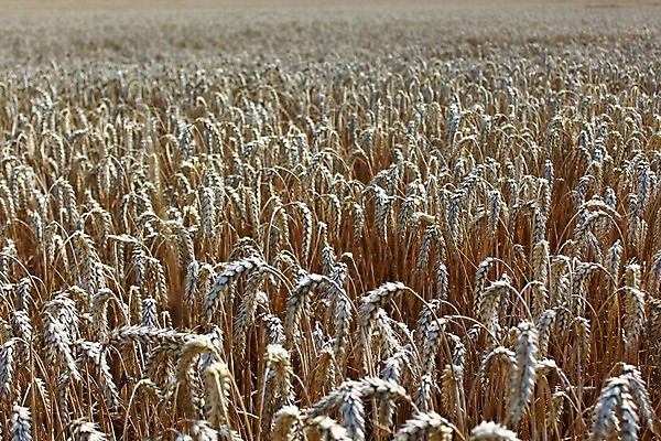 포토 JPG 해외이미지 식물 밭 사람없음 농장 농부 낟알 밀 해외202004 해외포토 직업 농업 곡류 파일형식 이미지허브
