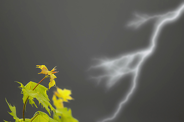 포토 JPG 해외이미지 나무 식물 잎 자연 하늘 바람 날씨 풍경 사람없음 야외 초록색 물 빛 환경 봄 번개 폭풍 폭풍우 해외202004 해외포토 자연요소 계절 컬러 비_날씨 자연재해 생태계 파일형식 이미지허브