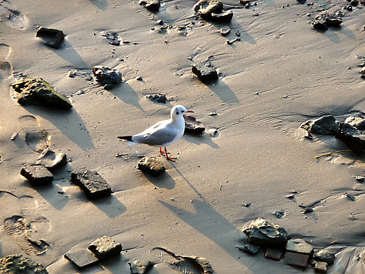 포토 JPG 해외이미지 동물 야생동물 모래 백그라운드 자연 갈매기 조류 표면 사람없음 야외 모래사장 흰색 발자국 질감 암초 내추럴 땅바닥 해외202004 해외포토 바다 컬러 자국 바닥 생태계 파일형식 이미지허브