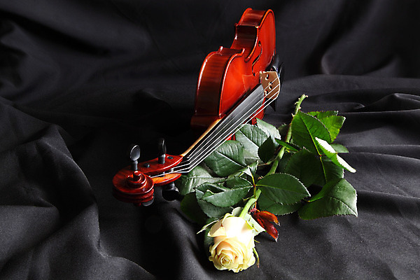 포토 JPG 해외이미지 사람없음 장미 검은색 우아함 천 바이올린 해외202004 해외포토 꽃 컬러 컨셉 현악기 직물 파일형식 이미지허브