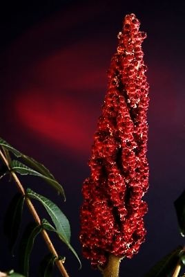 포토 JPG 해외이미지 식물 1 꽃잎 꽃 분홍색 2 모션 자연 검은배경 새로움 건조 실내 사람없음 빨간색 정원 검은색 펼침 성장 벚꽃 흰색 죽음 개화 닫기 순환 고립 꽃수술 이국적 해외202004 해외포토 컬러 백그라운드 컨셉 내부 생태계 파일형식 이미지허브