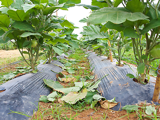 포토 JPG 해외이미지 모양 식물 아시아 음식 농업 다이어트 채소 재료 태국 자연 가지 건강 요리 동양인 사람없음 초록색 농장 농경지 환경 수확 시골 신선 원형 맛 작음 먹기 유기농 날것 내추럴 밭일 줄서기 채식주의자 해외202004 해외포토 도형 웰빙 나라 산업 컬러 컨셉 모션 인종 크기 생태계 채식 파일형식 이미지허브