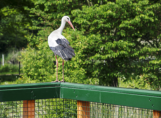포토 JPG 해외이미지 나무 식물 동물 야생동물 자연 조류 잔디 사람없음 야외 걷기 환경 농촌 숲 동물상 황새 해외202004 해외포토 모션 조형물 시골 생태계 파일형식 이미지허브