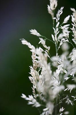 포토 JPG 해외이미지 주간 꽃 겨울 자연 사람없음 야외 소프트포커스 겨울풍경 해외202004 해외포토 자연요소 식물 계절 촬영기법 풍경 생태계 파일형식 이미지허브