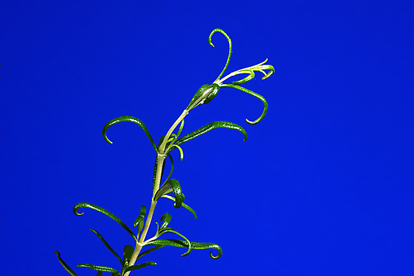 포토 JPG 해외이미지 식물 꽃 줄기 백그라운드 자연 사람없음 파란색 나뭇가지 로즈메리 세련 해외202004 해외포토 나무 컬러 허브 생태계 파일형식 이미지허브