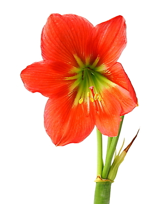 포토 JPG 해외이미지 식물 꽃잎 꽃 별 줄기 꽃다발 백그라운드 꽃무늬 자연 실내 선물 사람없음 장식 빨간색 머리 정원 침묵 봄 활발 성장 벚꽃 흰색 개화 고급 우아함 꽃집 원예 고립 꽃수술 해외202004 해외포토 자연요소 계절 컬러 컨셉 무늬 취미 내부 신체부위 상점 소리 생태계 파일형식 이미지허브