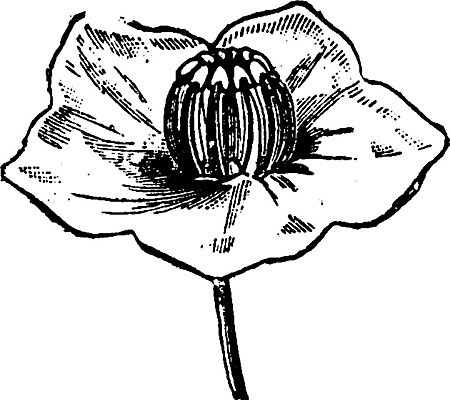 EPS 해외이미지 식물 꽃잎 꽃 줄기 꽃무늬 일러스트 자연 종류 미술 사람없음 검은색 골동품 성장 흰색 개화 관목 그림 유기농 생물학 판화 내추럴 꽃수술 옛날 해외202004 해외일러스트 나무 웰빙 교육 컬러 무늬 문화예술 생태계 파일형식 벡터 이미지허브