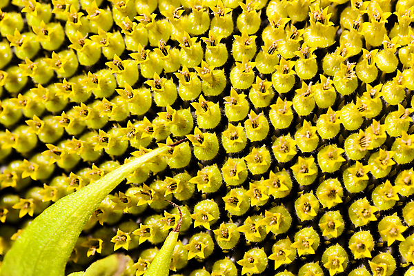 포토 JPG 해외이미지 식물 구름 계절 꽃잎 꽃 음식 백그라운드 잎 꽃무늬 패턴 농업 채소 오렌지 부분 자연 해바라기 씨앗 사람없음 장식 여름 노란색 머리 봄 수확 벚꽃 하트 원형 화려 개화 센터 작음 낟알 유기농 꽃수술 해외202004 해외포토 자연요소 모양 도형 웰빙 산업 컬러 컨셉 무늬 과일 신체부위 크기 생태계 파일형식 이미지허브