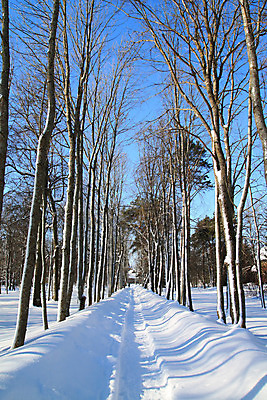 포토 JPG 해외이미지 나무 계절 공원 길 백그라운드 겨울 자연 하늘 날씨 파노라마 풍경 사람없음 야외 가로 파란색 햇빛 우주 냉동 얼음 활발 추위 흰색 나뭇가지 신선 도시 숲 시원함 크리스탈 가루 서리 지역 고드름 스카이라인 넘어짐 벌거벗은 수평선 해외202004 해외포토 자연요소 식물 공공시설 컬러 컨셉 모션 촬영기법 태양 광석 생태계 파일형식 이미지허브