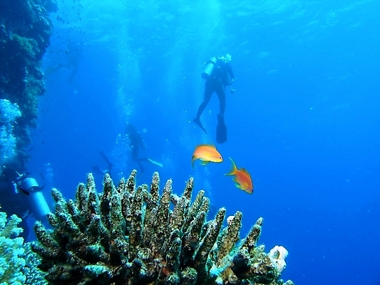 포토 JPG 해외이미지 식물 동물 야생동물 자연 표면 어류 사람없음 물 반사 수중 투명 스노클링 산호 잠수부 암초 동물상 해외202004 해외포토 자연요소 조형물 수중동물 수상스포츠 자포동물 전문직 생태계 파일형식 이미지허브
