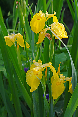 포토 JPG 해외이미지 식물 꽃 잎 자연 사람없음 야외 물 정원 이슬 해외202004 해외포토 자연요소 생태계 파일형식 이미지허브