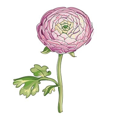 EPS 해외이미지 식물 1 디자인 꽃잎 꽃 줄기 분홍색 백그라운드 잎 꽃무늬 일러스트 자연 미술 장식 빨간색 초록색 정원 페인트 봄 수확 벚꽃 흰색 축하 신용카드 생일 인쇄 싱글 그림 초대 고립 작약 세련 해외202004 해외일러스트 계절 기념일 컬러 컨셉 무늬 농업 문화예술 금융 생태계 파일형식 벡터 이미지허브