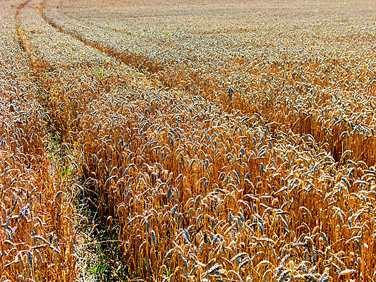 포토 JPG 해외이미지 식물 계절 음식 빵 줄기 백그라운드 밭 농업 자연 하늘 건강 옥수수 씨앗 풍경 사람없음 야외 여름 농작물 농장 농경지 노란색 수확 성장 시골 황금 낟알 땅 시리얼 밀 굽기 보리 귀 밀가루 장면 스파이크 밀짚 내추럴 밭일 숙성 호밀 해외202004 해외포토 산업 컬러 곡류 신체부위 짚 가루 구이 생태계 파일형식 이미지허브