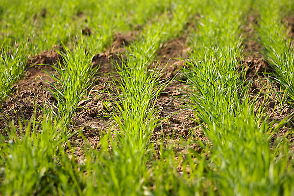포토 JPG 해외이미지 식물 백그라운드 밭 농업 사람없음 초록색 농장 농경지 수확 에메랄드 땅바닥 평야 해외202004 해외포토 산업 컬러 자연 바닥 보석 파일형식 이미지허브