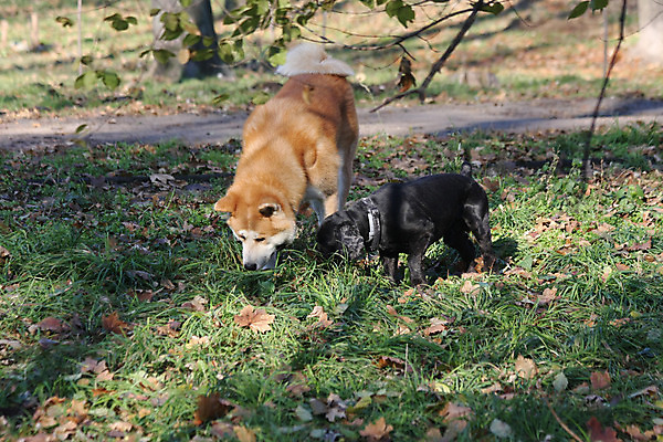 포토 JPG 해외이미지 동물 신체 사람없음 반려동물 힘 우정 용기 자신감 개 큼 근육질 고체 기르기 세르비아 지능 힘찬 해외202004 해외포토 그릇 감정 컨셉 포유류 근육 친구 크기 몸매 돌봄 파일형식 이미지허브